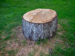 How Our Tree Care Process Works  in  Killeen, TX