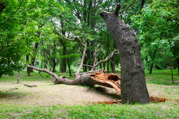 Lawn Watering Services in Killeen, TX
