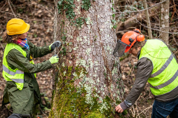 Reliable Killeen, TX Tree Care Solutions
