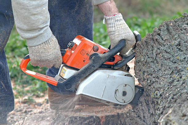 Best Lawn Mowing  in Killeen, TX