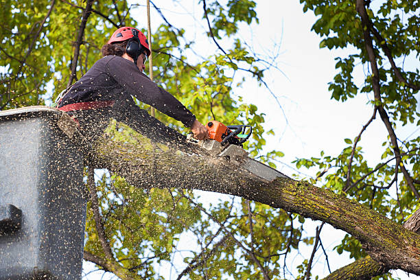 Best Storm Damage Tree Cleanup  in Killeen, TX