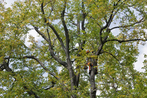 Best Commercial Tree Services  in Killeen, TX